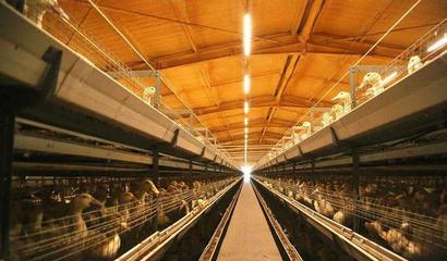 華英農(nóng)業(yè)榮獲首批國家級農(nóng)業(yè)高質(zhì)量發(fā)展標(biāo)準(zhǔn)化示范基地稱號，畜牧漁業(yè)飼料銷售邁向新篇章